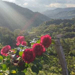 Rosas y vista a las montañas desde el viñedo
