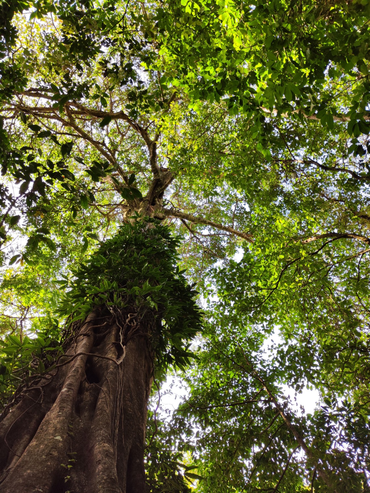 Árbol gigante en los senderos naturales de El Güila