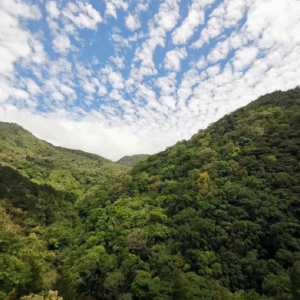 Montañas y bosque de Palmichal