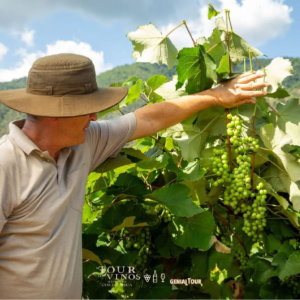 Viticultor mostrando racimos de uvas verdes
