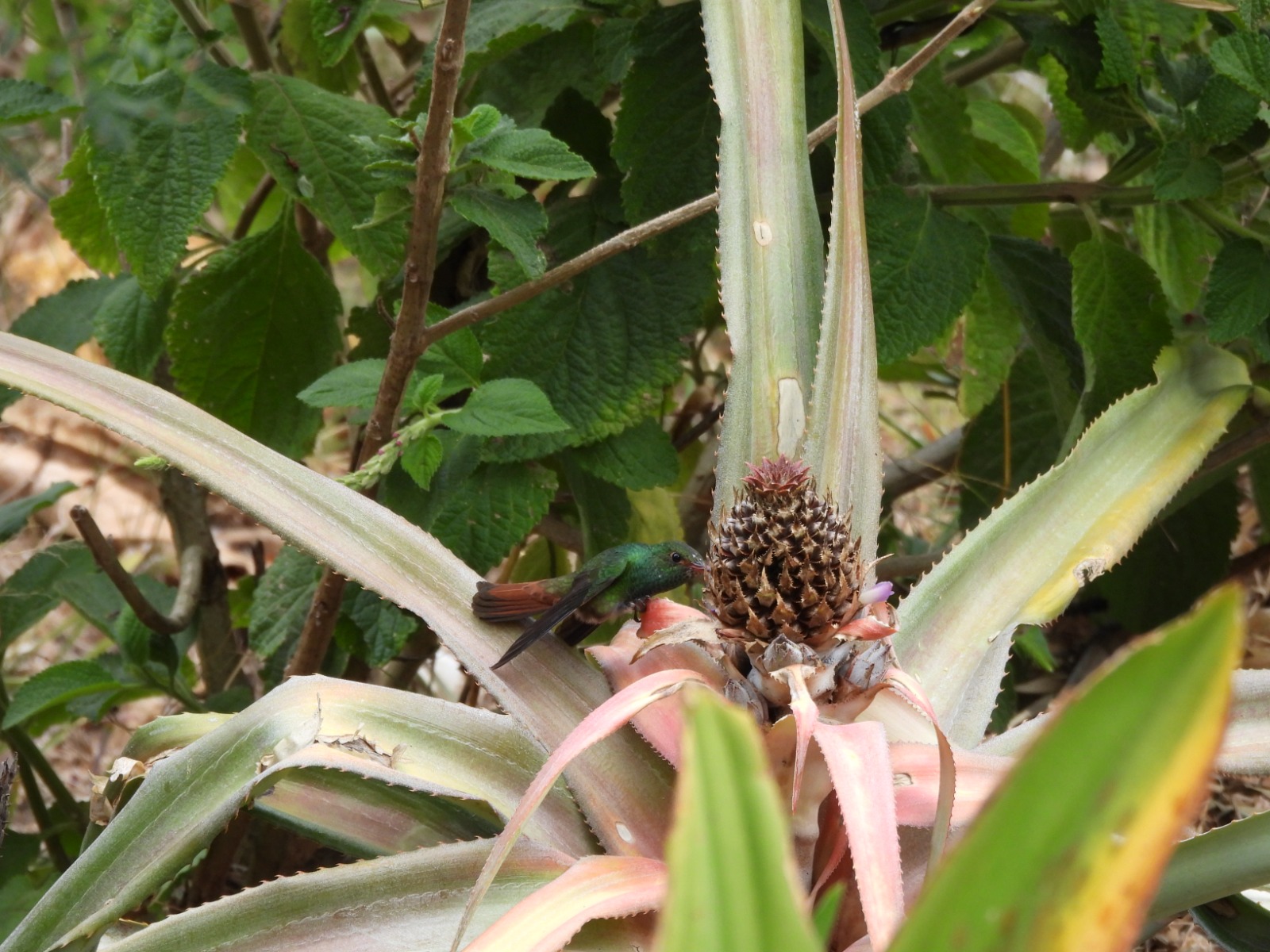 Colibrí posado sobre una planta de piña