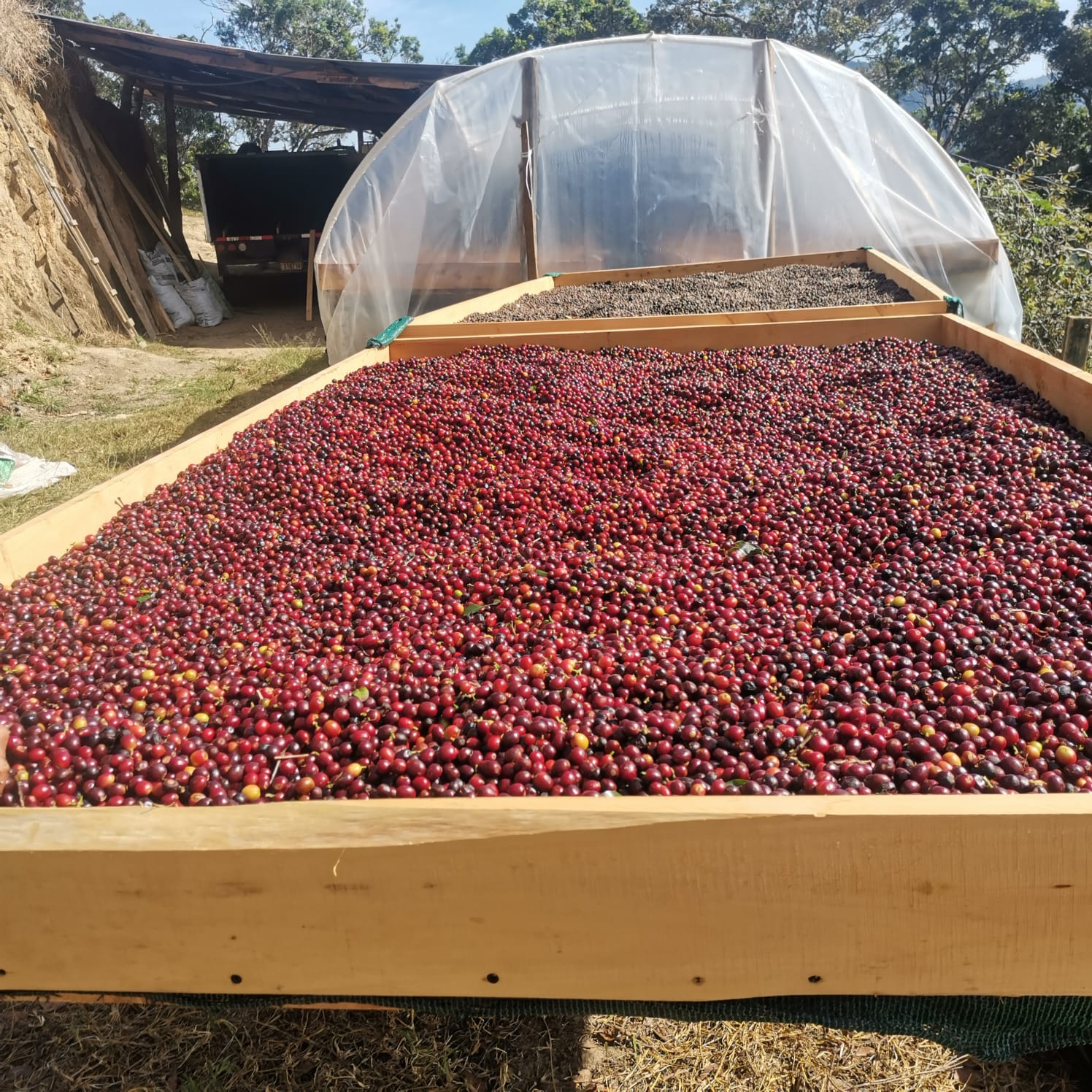 Bandejas con cerezas de café secándose al sol