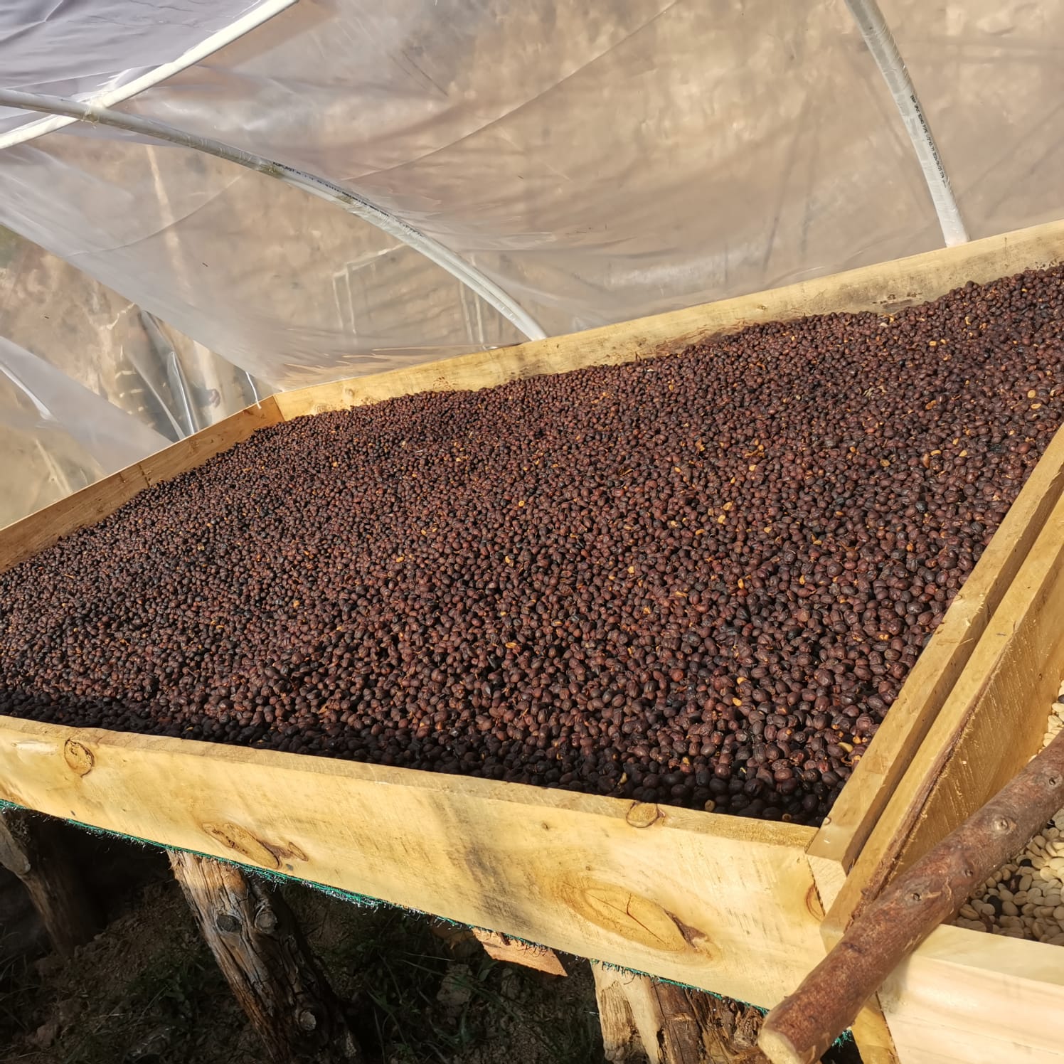 Granos de café secándose en camas africanas bajo invernadero