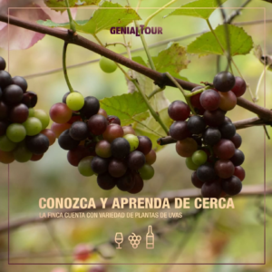 Variedad de plantas de uvas en la finca