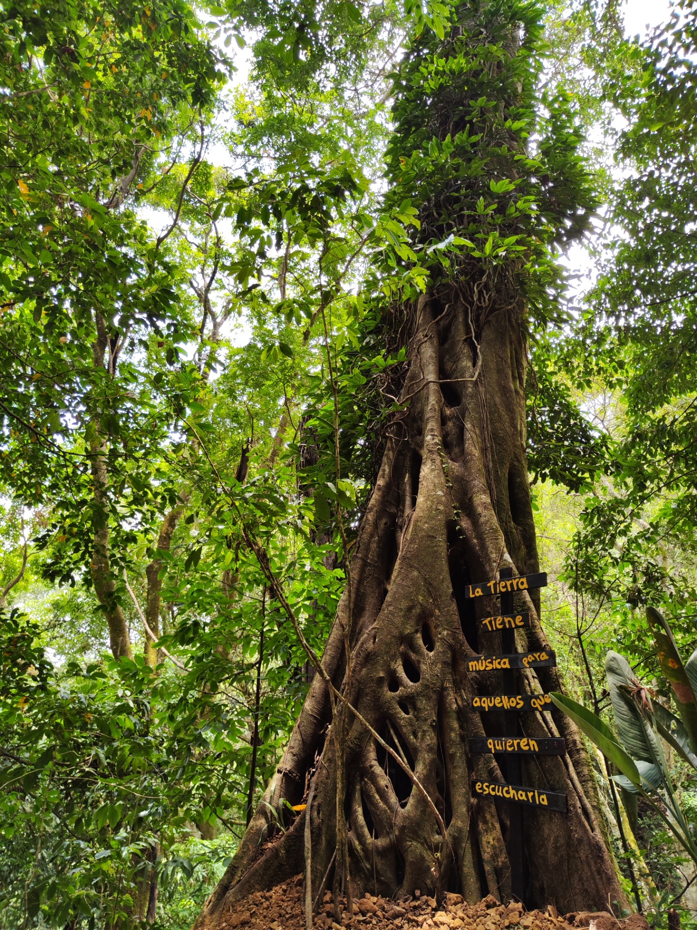 Árbol monumental con mensaje en medio del bosque