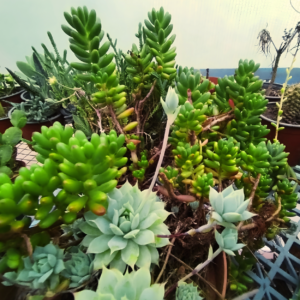 Suculentas y plantas verdes en el invernadero