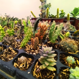 Cactus y suculentas en bandeja de cultivo