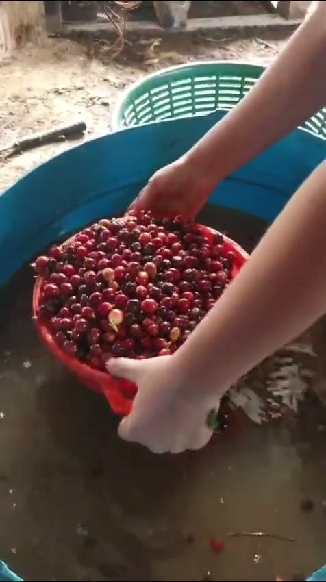 Video de la experiencia cafetalera en El Silbido