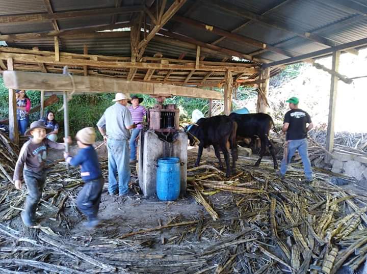 Trapiche en acción con bueyes y familia en la finca