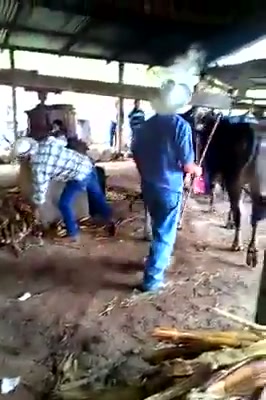 Video de la trapiche y tradición en El Silbido