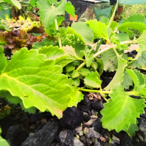Planta de uva creciendo en el huerto