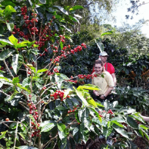 Recolección de café en la finca
