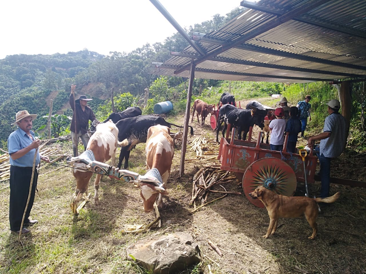 Bueyes y carreta típica en la finca El Silbido