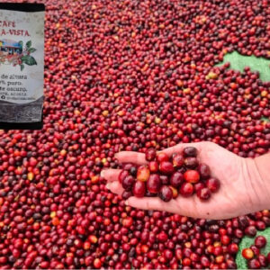 Café de altura cultivado en Bella Vista