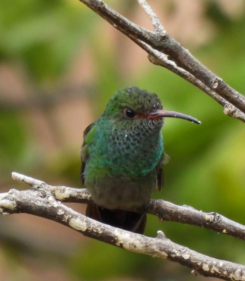 Colibrí posado en una rama
