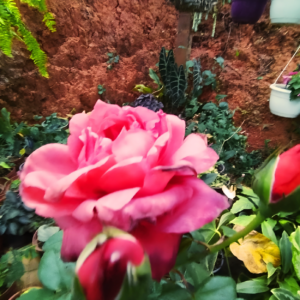 Rosa rosada floreciendo en la finca