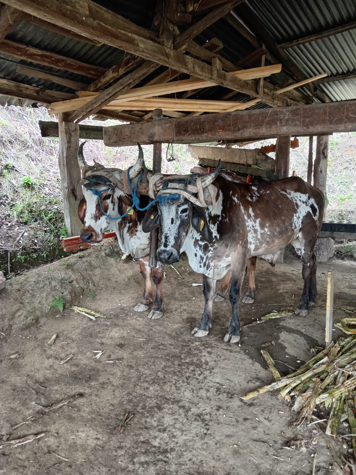 Yunta de bueyes bajo el galpón de la finca