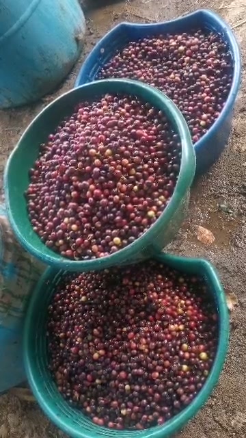 Video del entorno rural y tradiciones de El Silbido