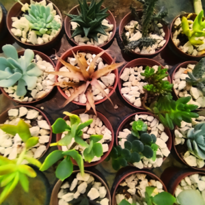 Variedad de suculentas en macetas del vivero