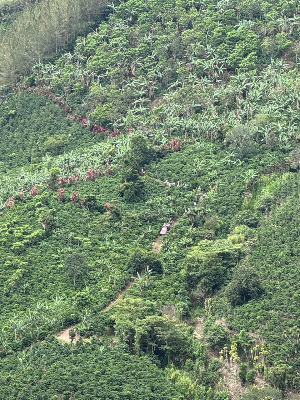 Paisaje montañoso de la finca El Silbido con cultivos de café