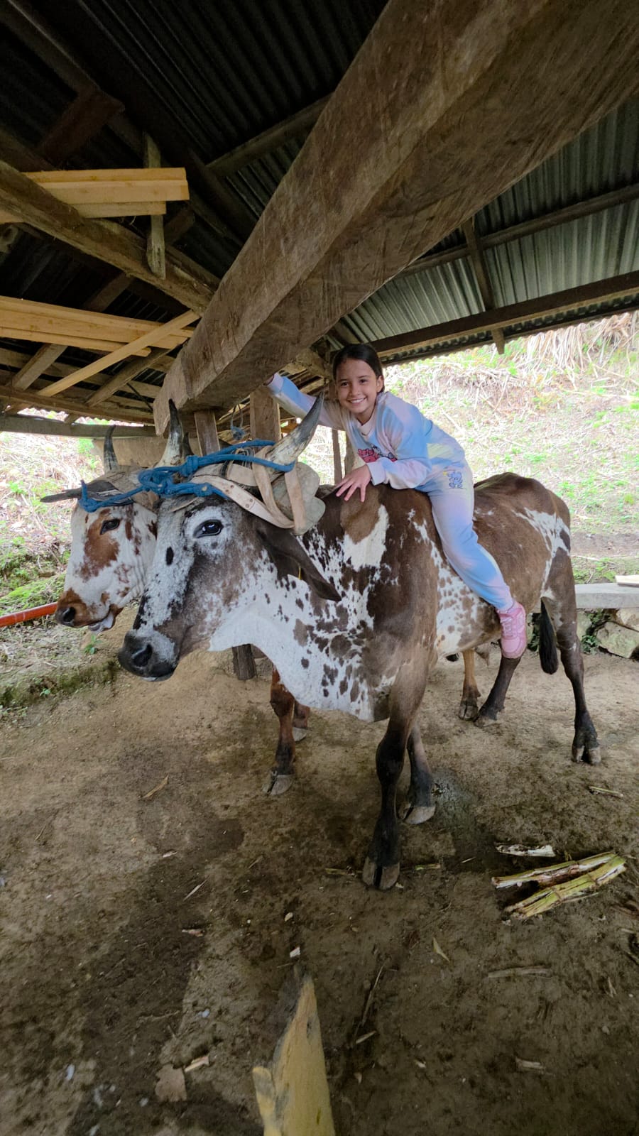 Niña montando un buey en la finca El Silbido