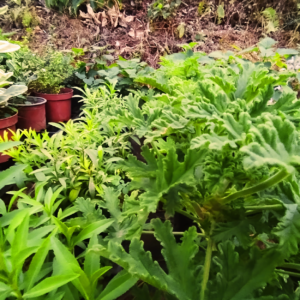 Plantas medicinales y aromáticas del vivero