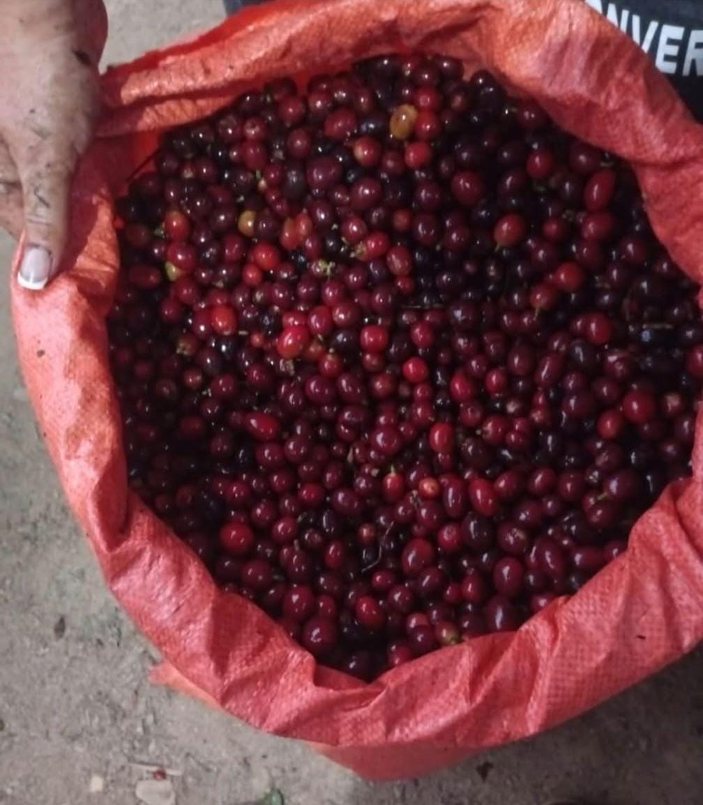 Saco rojo lleno de granos de café maduros