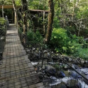 Puente colgante sobre el río entre la vegetación