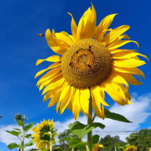 Girasol floreciendo en la finca
