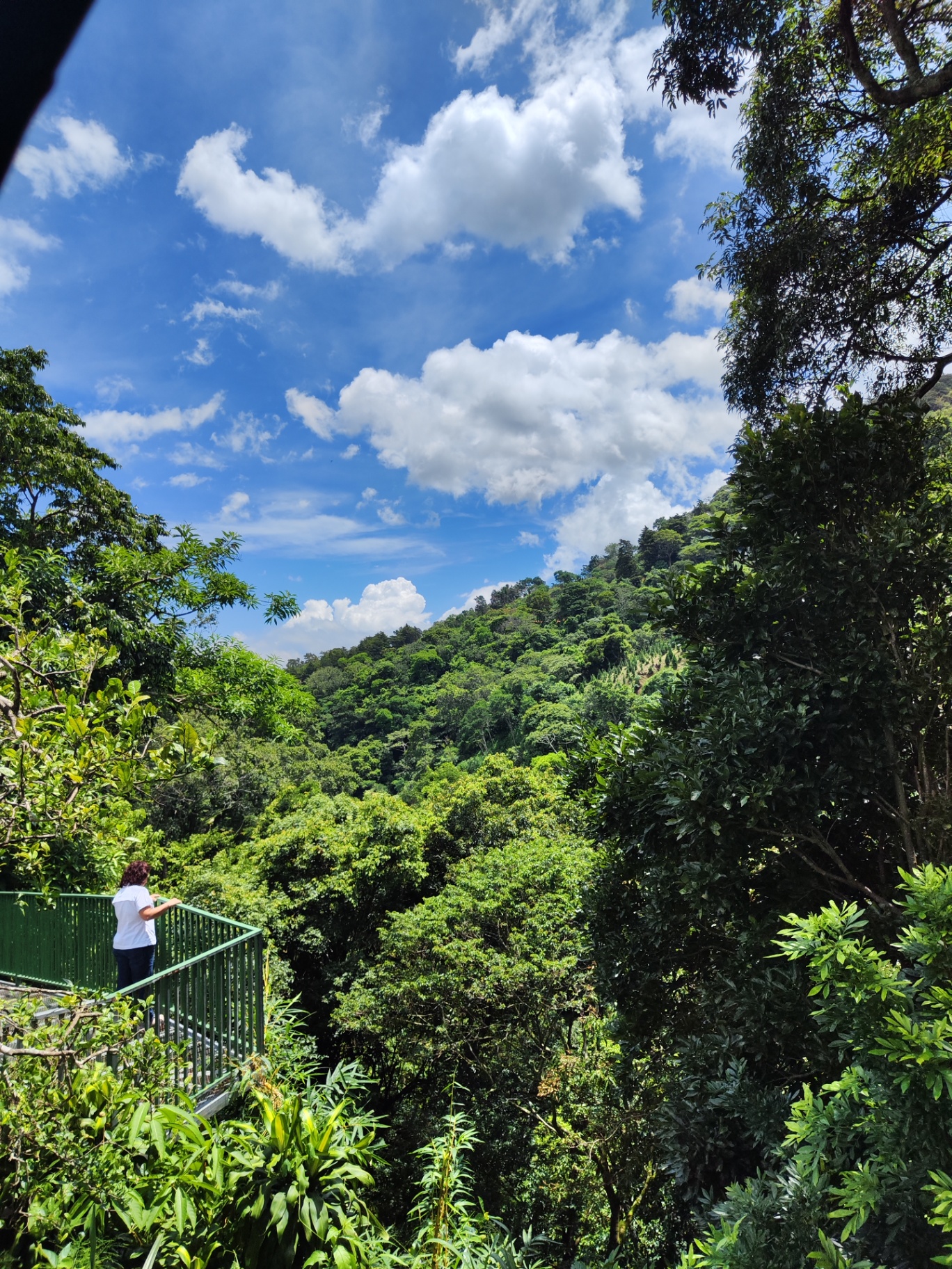 Vista abierta al bosque desde la plataforma exterior