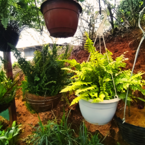 Helechos en macetas colgantes del vivero