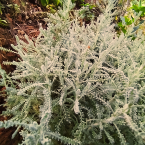 Planta ornamental plateada en la finca