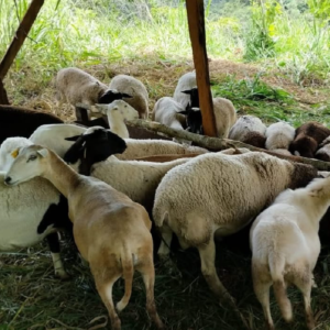 Ovejas pastando en la finca