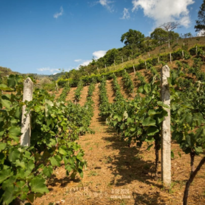 Hileras de viñedo en las montañas de Chirraca