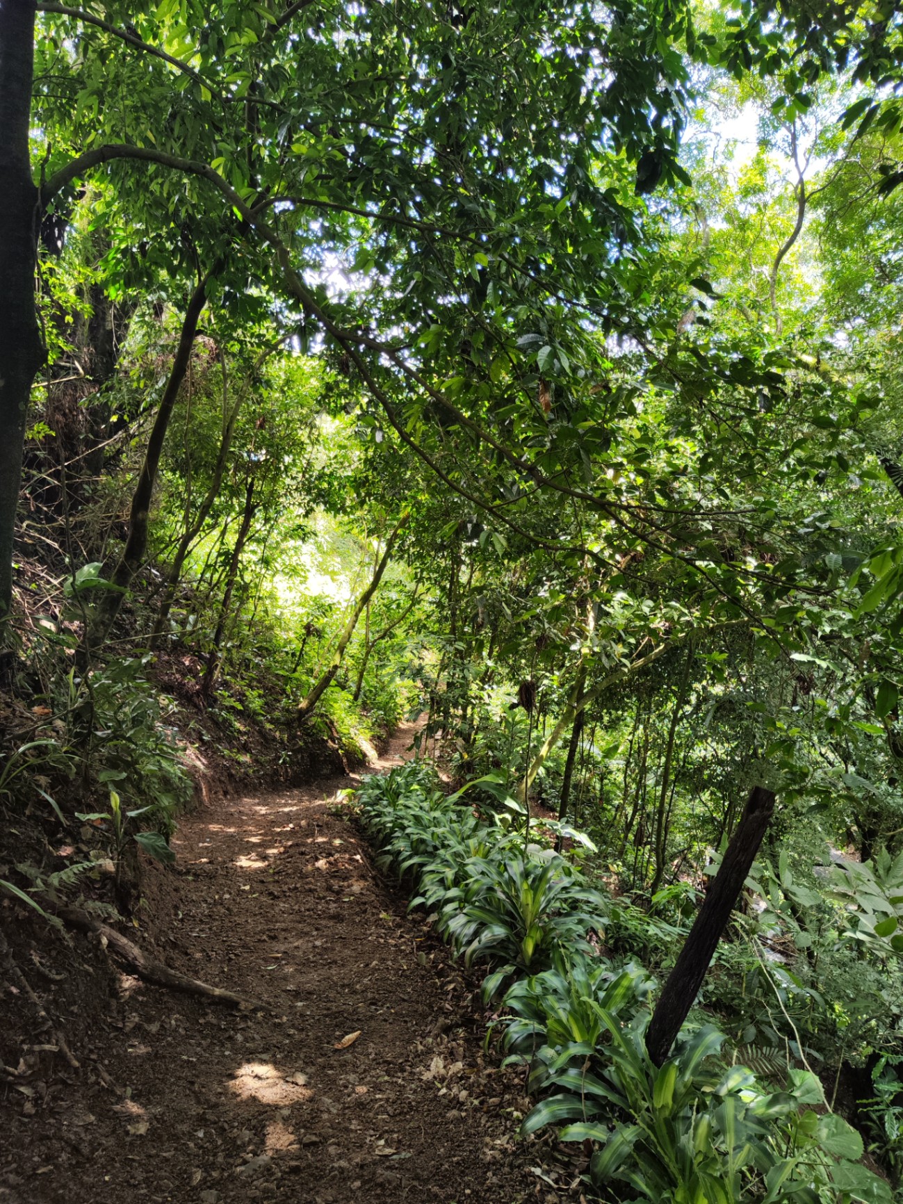 Camino natural rodeado de vegetación