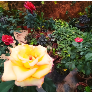 Rosas amarillas y plantas ornamentales del vivero