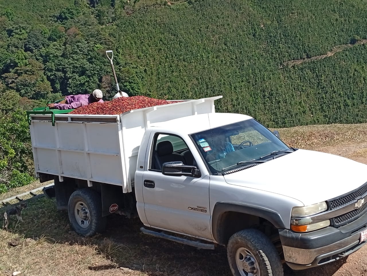 Camioneta cargada de cerezas de café recién cosechadas