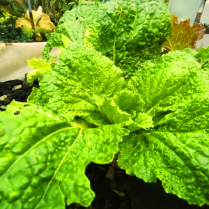 Hojas frescas de mostaza en cultivo