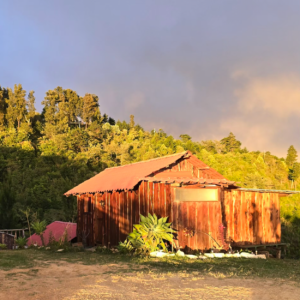 Cabaña rústica rodeada de bosque