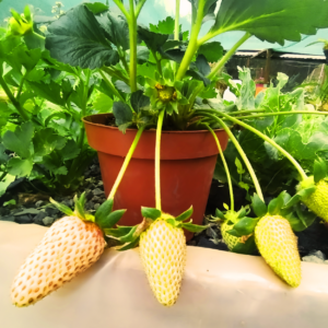 Planta de fresas con frutos en el vivero