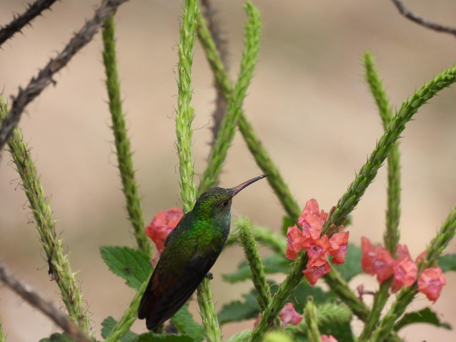 Colibrí alimentándose de flores rosadas