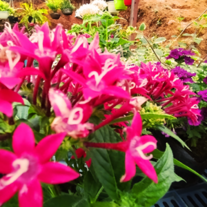Flores rosadas tipo penta en floración