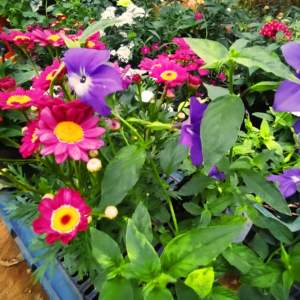 Flores multicolor en el vivero