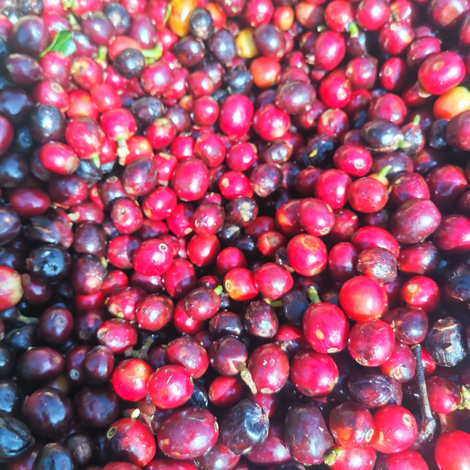 Cerezas de café rojas y maduras listas para procesar
