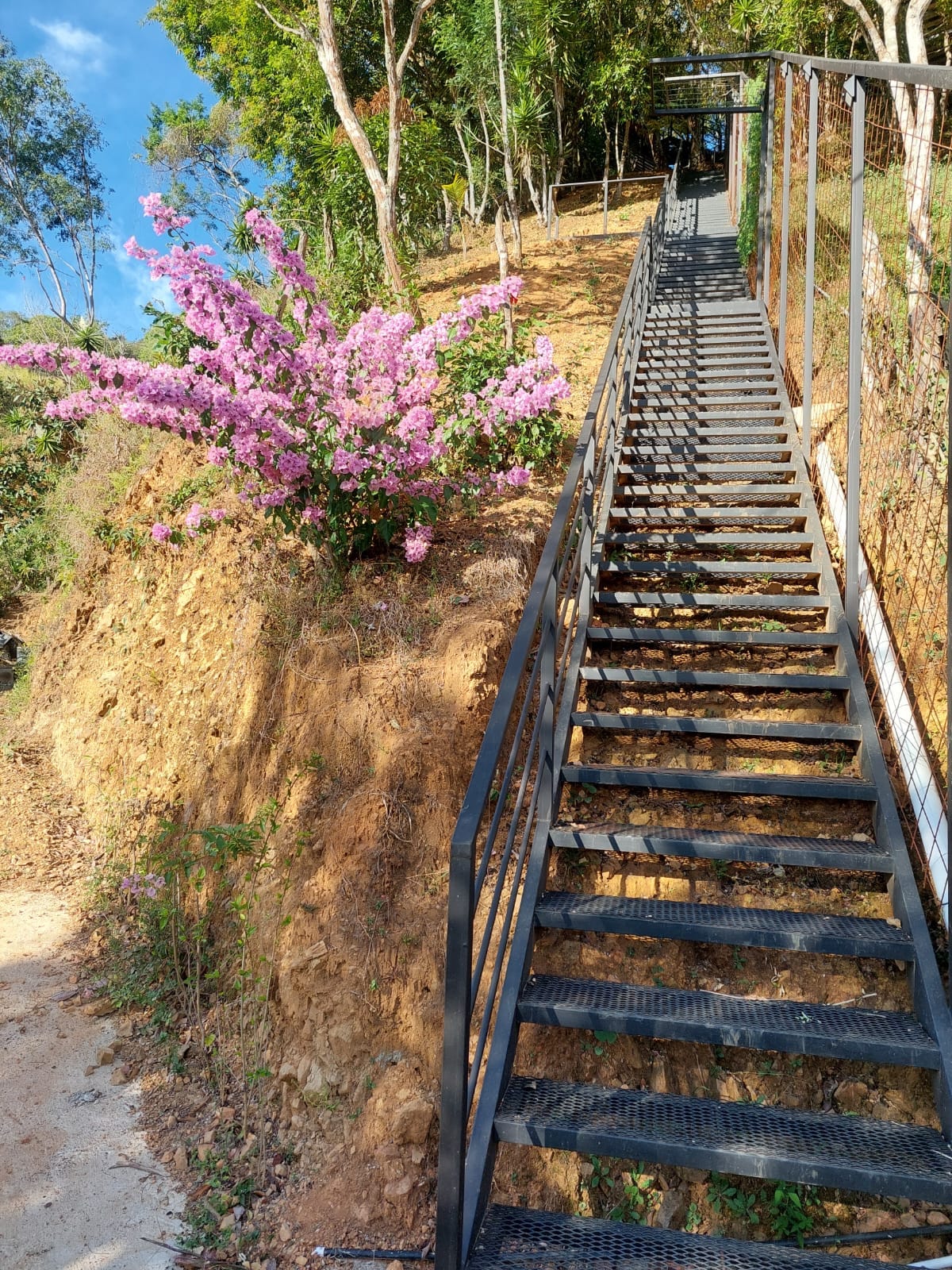 Escaleras y jardín con bougainvillea en flor