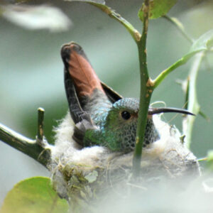 escapadas románticas Villas Los Colibrí