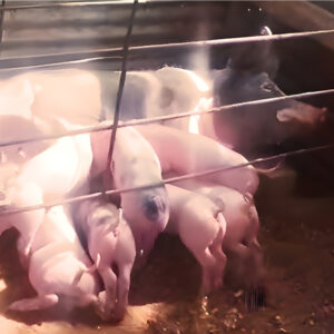 16 CABAÑA-Y-MIRADOR-LOS-PAMAGUELOS